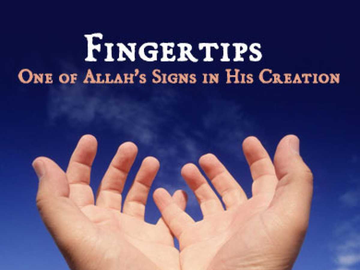 Fingertips, One of Allah's Signs in His Creation 