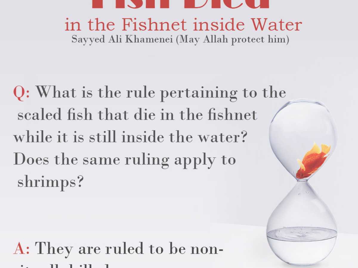 Fish Died in the Fishnet inside Water