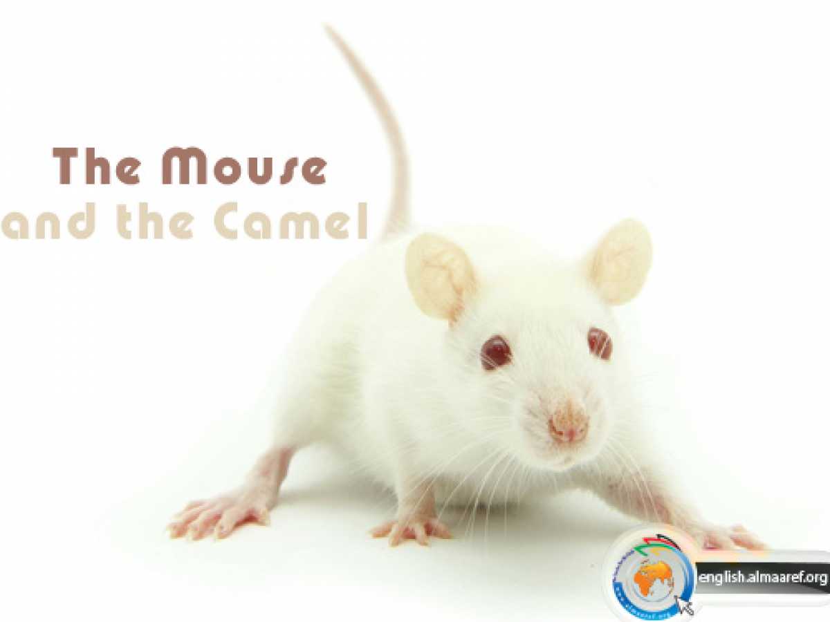 The Mouse and the Camel